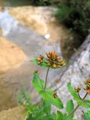 Hypericum caprifolium