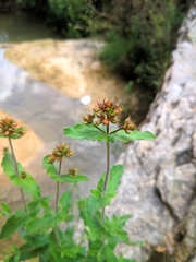 Hypericum caprifolium