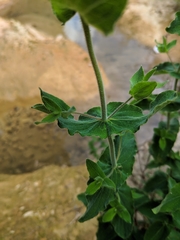 Hypericum caprifolium