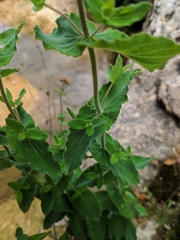 Hypericum caprifolium