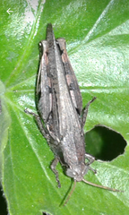 Catantopinae