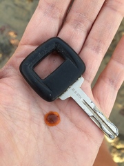 Doriopsilla albopunctata