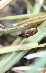 Storthecoris nigriceps