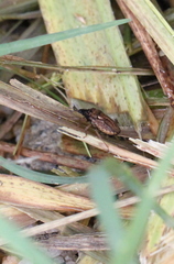 Storthecoris nigriceps