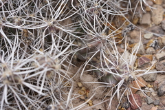 Grusonia aggeria