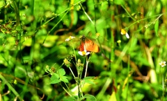 Acraea natalica
