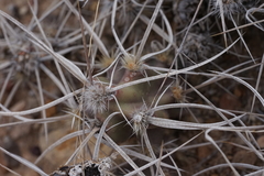 Grusonia aggeria