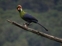 Tauraco leucotis donaldsoni