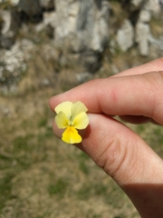 Viola eugeniae