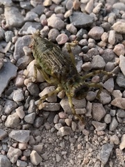 Gomphus vulgatissimus