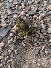 Gomphus vulgatissimus