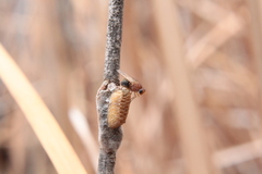 Meiosimyza appula