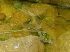 Stigmatogobius sadanundio