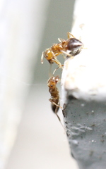 Crematogaster egidyi