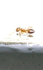 Crematogaster egidyi
