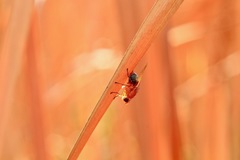 Meiosimyza appula