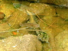 Stigmatogobius sadanundio