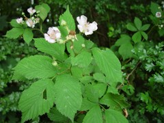 Rubus gratus