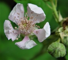 Rubus gratus
