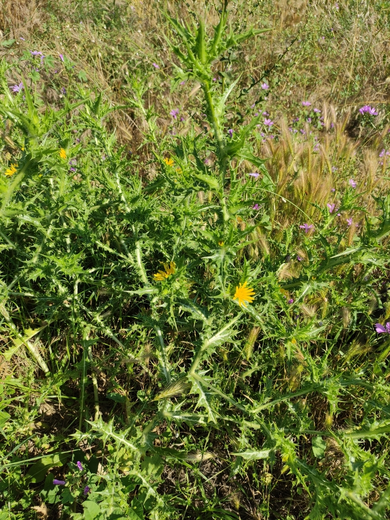 Golden Thistles