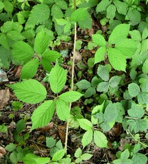 Rubus gratus