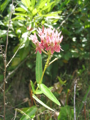 Asclepias rubra