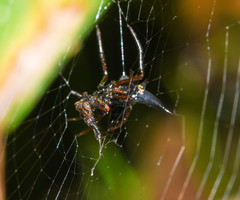 Micrathena raimondi