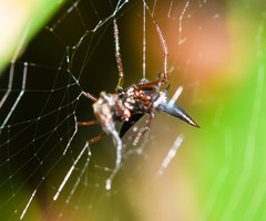 Micrathena raimondi