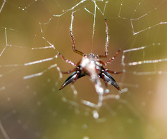 Micrathena raimondi