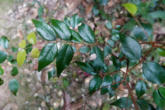 Syzygium luehmannii