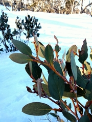 Eucalyptus pauciflora niphophila