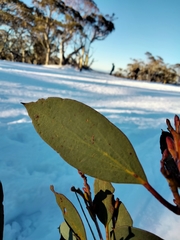 Eucalyptus pauciflora niphophila