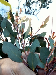 Eucalyptus pauciflora niphophila