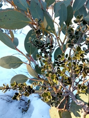 Nematolepis ovatifolia