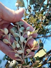 Nematolepis ovatifolia