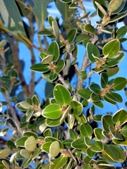 Nematolepis ovatifolia