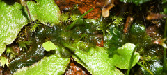 Anthoceros