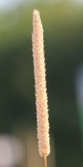 Phleum paniculatum