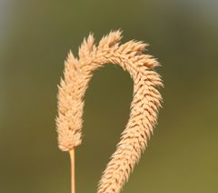 Phleum paniculatum