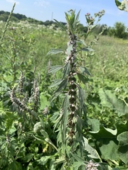 Leonurus quinquelobatus