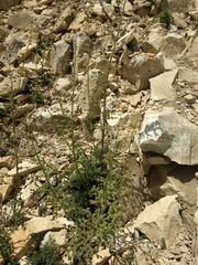 Scrophularia juratensis