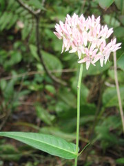 Asclepias rubra