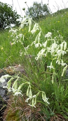 Platanthera chlorantha