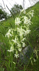 Platanthera chlorantha