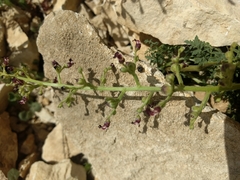 Scrophularia juratensis