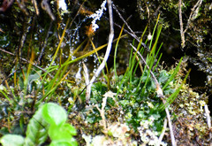 Anthoceros