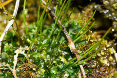 Anthoceros