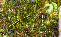 Anthoceros