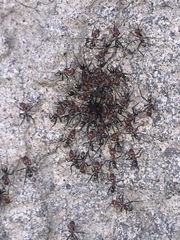 Iridomyrmex sanguineus