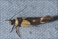 Macrobathra chrysotoxa